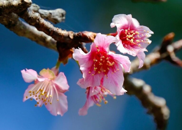 日本沖繩一公園櫻花綻放！較往年提早11日開花 氣象台分析原因 