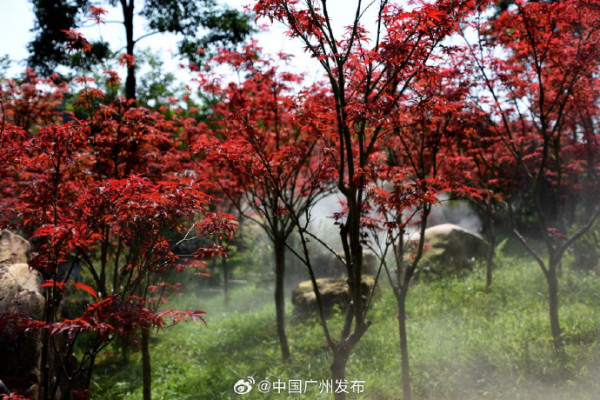 帽峰山紅楓園(圖片來源:微博@中國廣州發布) 帽峰山紅楓園(圖片來源:微博@中國廣州發布)