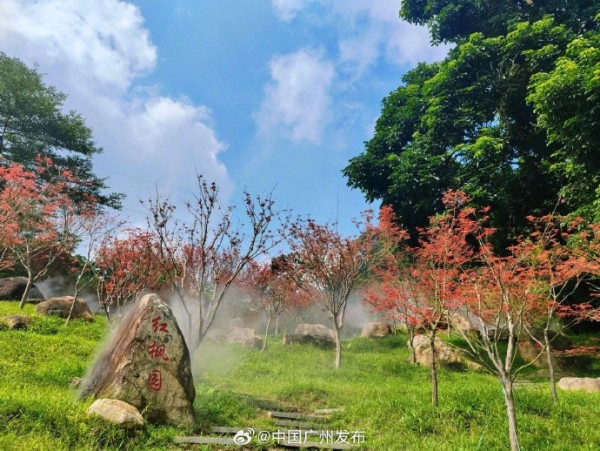 帽峰山紅楓園(圖片來源:微博@中國廣州發布) 帽峰山紅楓園(圖片來源:微博@中國廣州發布)