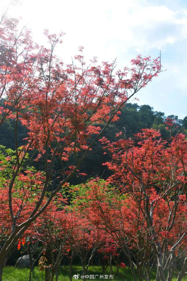 帽峰山紅楓園(圖片來源:微博@中國廣州發布) 帽峰山紅楓園(圖片來源:微博@中國廣州發布)