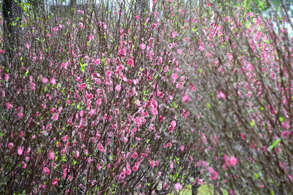 桃花（資料圖片）