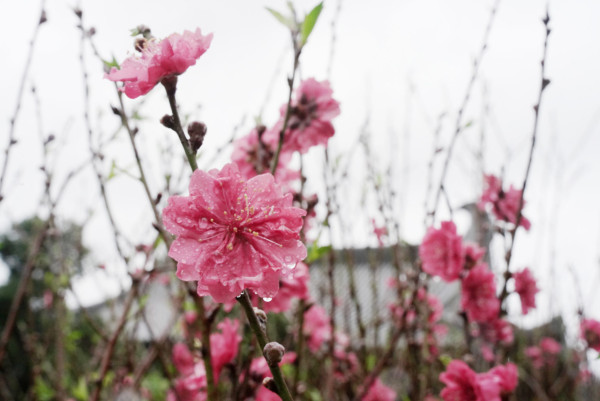 桃花（資料圖片）