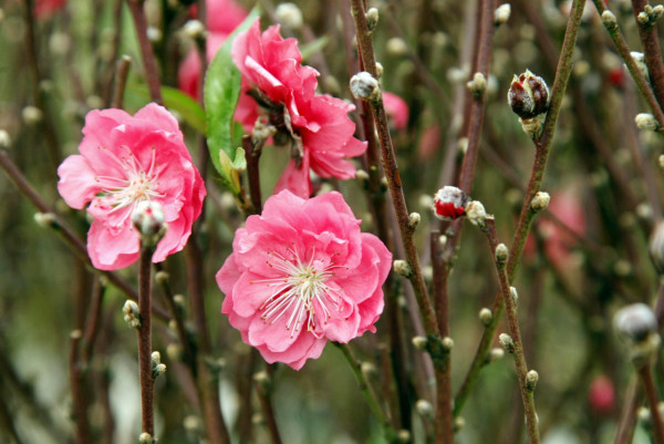 桃花（資料圖片）