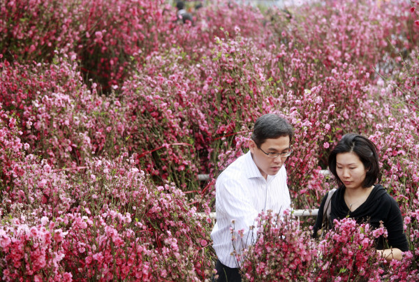 桃花（資料圖片）