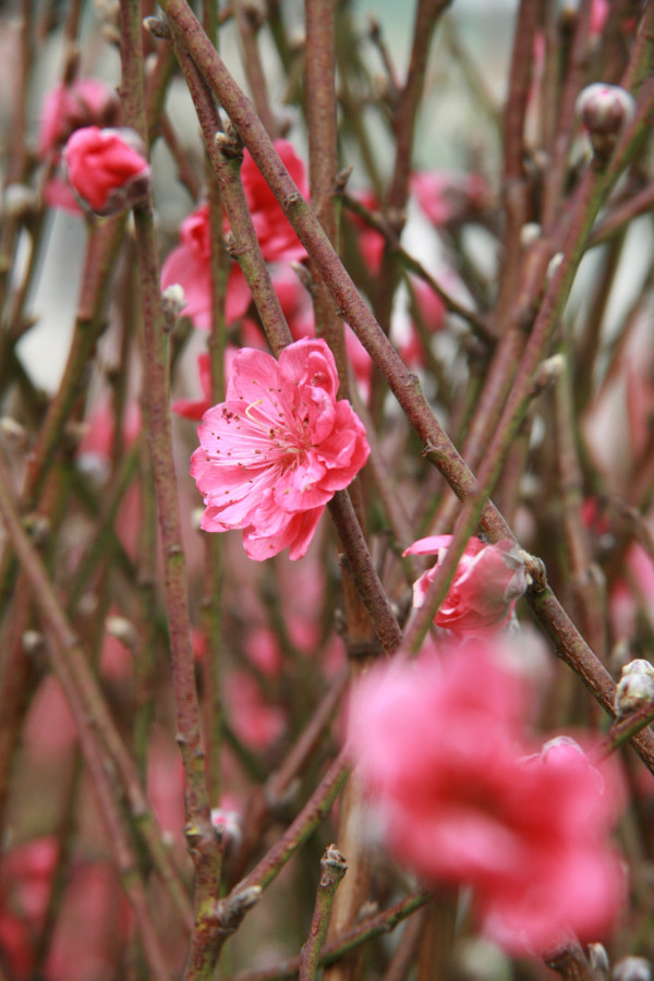 桃花（資料圖片）