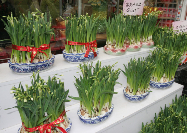 水仙花（資料圖片）