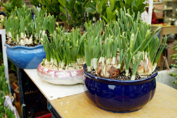 水仙花（資料圖片）