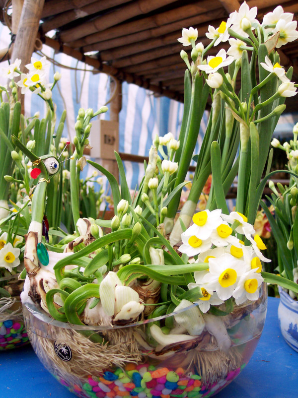 水仙花（資料圖片）