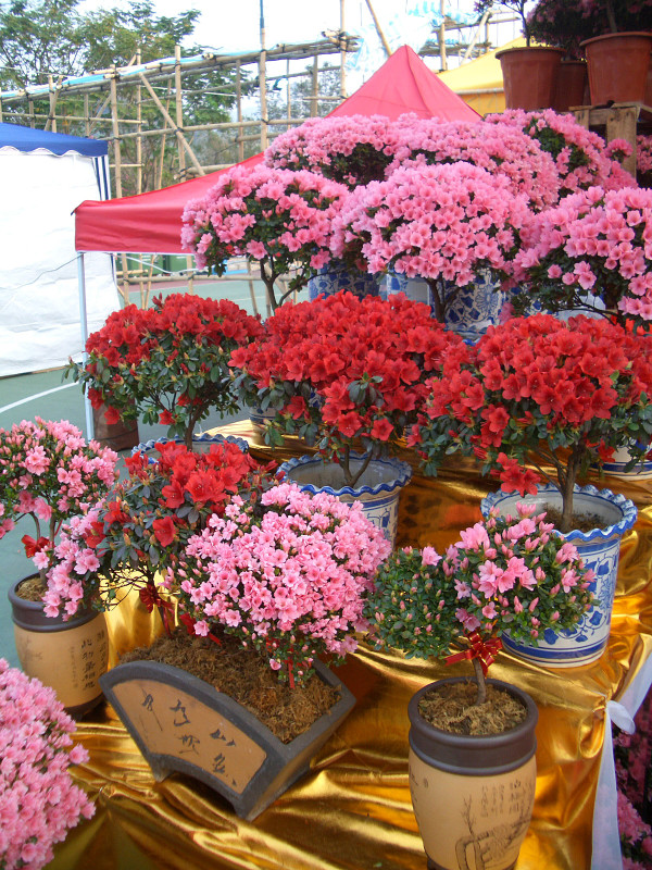 沙田年宵花市（資料圖片）