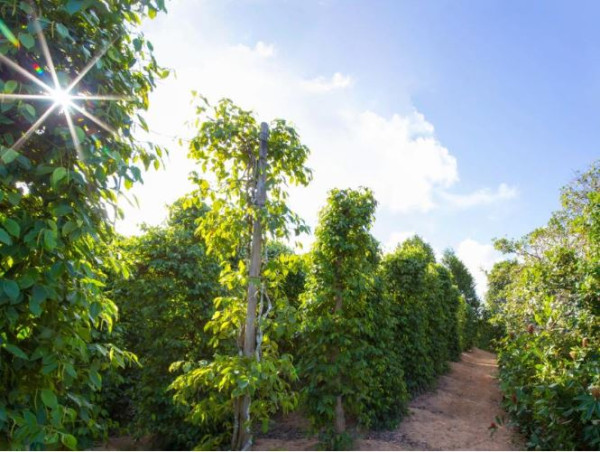富國島自由行｜海陸空10大景點活動推介！一日遊/酒店/簽證/交通攻略 
