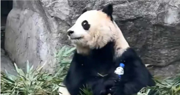 重慶大熊貓突然被扔膠樽受驚 涉事男遊客：叫佢飲可樂有錯咩？ 