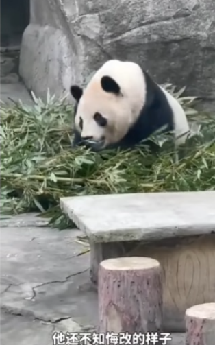 重慶大熊貓突然被扔膠樽受驚 涉事男遊客：叫佢飲可樂有錯咩？ 