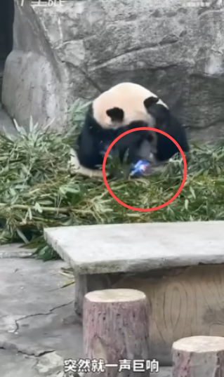重慶大熊貓突然被扔膠樽受驚 涉事男遊客：叫佢飲可樂有錯咩？ 
