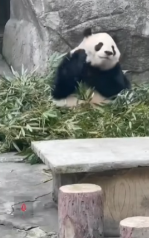 重慶大熊貓突然被扔膠樽受驚 涉事男遊客：叫佢飲可樂有錯咩？ 