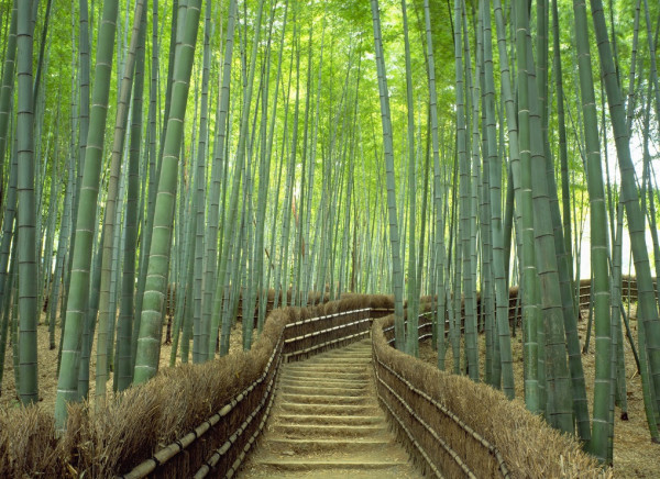 日本京都2026年擬上調住宿稅(圖片來源︰京都市旅遊指南官網) 日本京都2026年擬上調住宿稅(圖片來源︰京都市旅遊指南官網)