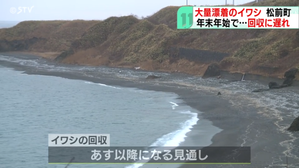 北海道岸邊再現大量沙甸魚屍！恐即將爆發一天災 畫面觸目驚心 