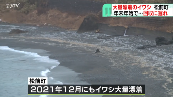 北海道岸邊再現大量沙甸魚屍！恐即將爆發一天災 畫面觸目驚心 