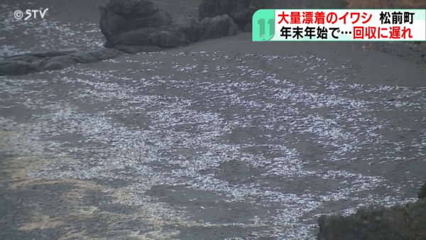 北海道岸邊再現大量沙甸魚屍！恐即將爆發一天災 畫面觸目驚心 