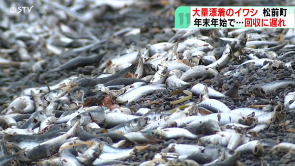 北海道岸邊再現大量沙甸魚屍！恐即將爆發一天災 畫面觸目驚心 