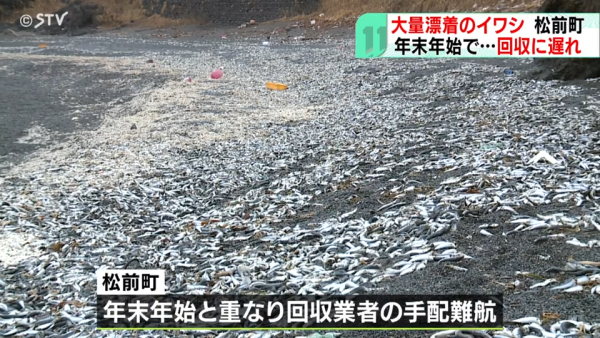 北海道岸邊再現大量沙甸魚屍！恐即將爆發一天災 畫面觸目驚心 