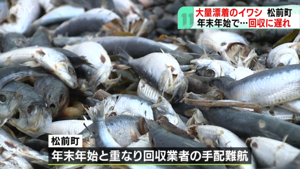 北海道岸邊再現大量沙甸魚屍！恐即將爆發一天災 畫面觸目驚心 