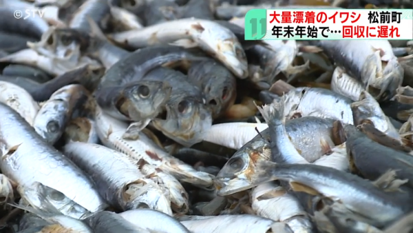 北海道岸邊再現大量沙甸魚屍！恐即將爆發一天災 畫面觸目驚心 