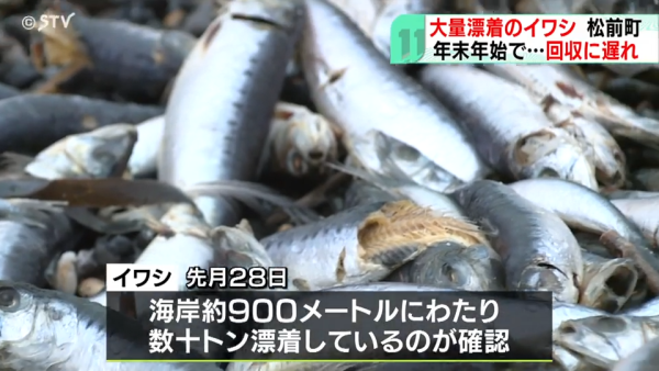 北海道岸邊再現大量沙甸魚屍！恐即將爆發一天災 畫面觸目驚心 
