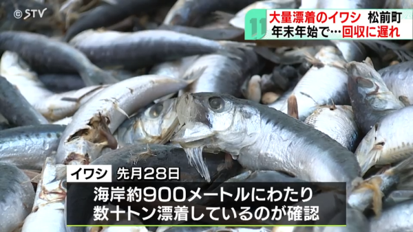 北海道岸邊再現大量沙甸魚屍！恐即將爆發一天災 畫面觸目驚心 