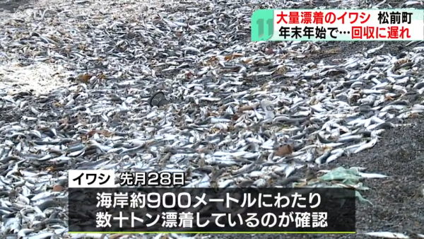 北海道岸邊再現大量沙甸魚屍！恐即將爆發一天災 畫面觸目驚心 