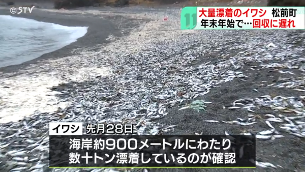 北海道岸邊再現大量沙甸魚屍！恐即將爆發一天災 畫面觸目驚心 