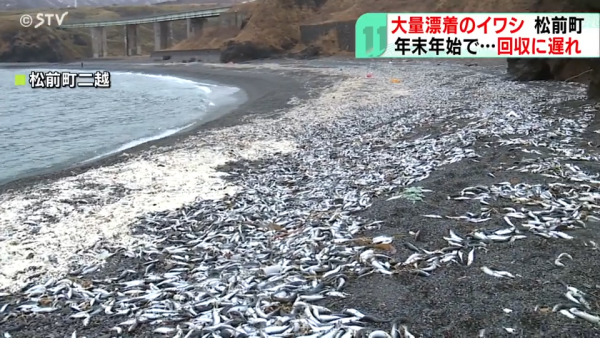 北海道岸邊再現大量沙甸魚屍！恐即將爆發一天災 畫面觸目驚心 