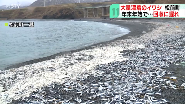 北海道岸邊再現大量沙甸魚屍！恐即將爆發一天災 畫面觸目驚心 