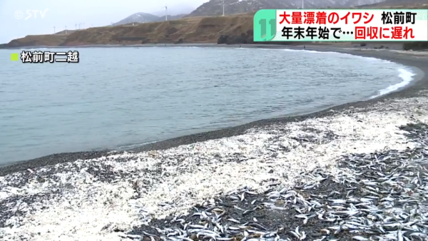 北海道岸邊再現大量沙甸魚屍！恐即將爆發一天災 畫面觸目驚心 