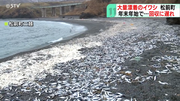 北海道岸邊再現大量沙甸魚屍！恐即將爆發一天災 畫面觸目驚心 