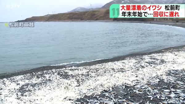 北海道岸邊再現大量沙甸魚屍！恐即將爆發一天災 畫面觸目驚心 