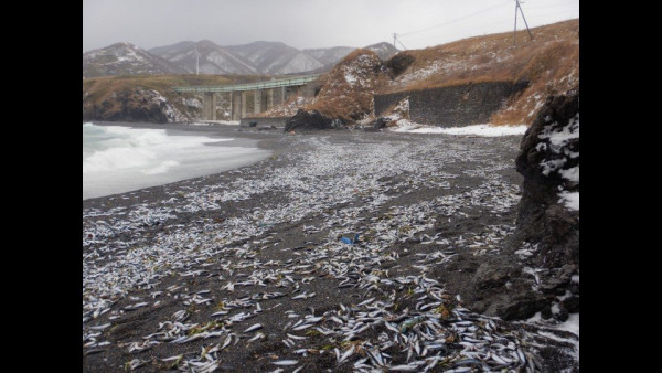 北海道岸邊再現大量沙甸魚屍！恐即將爆發一天災 畫面觸目驚心 