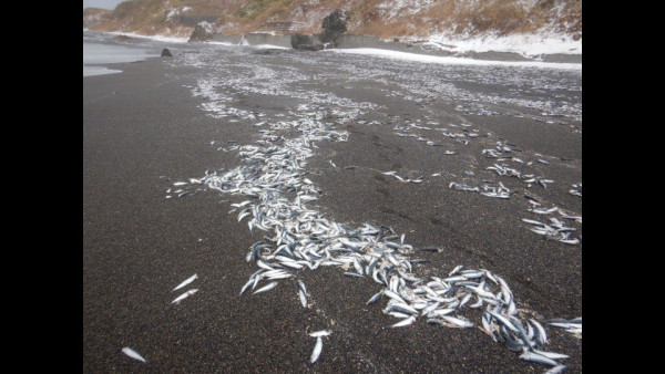 北海道岸邊再現大量沙甸魚屍！恐即將爆發一天災 畫面觸目驚心 