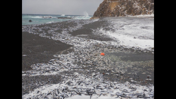 北海道岸邊再現大量沙甸魚屍！恐即將爆發一天災 畫面觸目驚心 