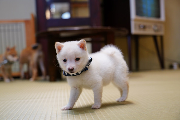 東京Cafe推介｜20大特色咖啡店 浮誇燒刨冰/哈利波特主題/咖啡世界盃得獎店 