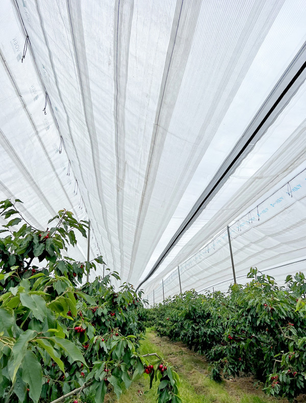 一文即睇入手攻略！澳洲塔斯曼尼亞43°South車厘子 甜度/辨別真假貨/入手方法