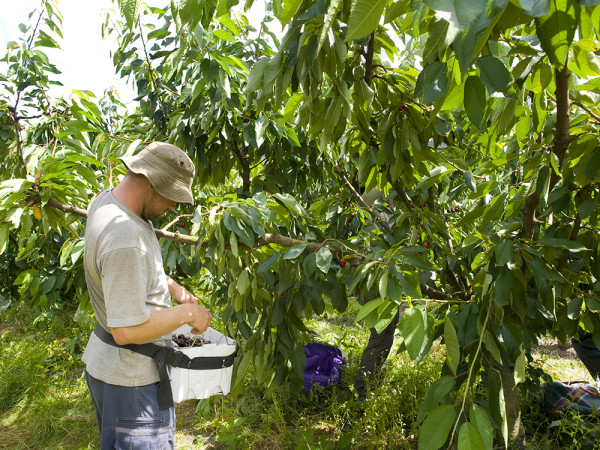 一文即睇入手攻略！澳洲塔斯曼尼亞43°South車厘子 甜度/辨別真假貨/入手方法