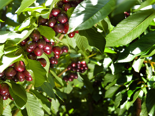 一文即睇入手攻略！澳洲塔斯曼尼亞43°South車厘子 甜度/辨別真假貨/入手方法