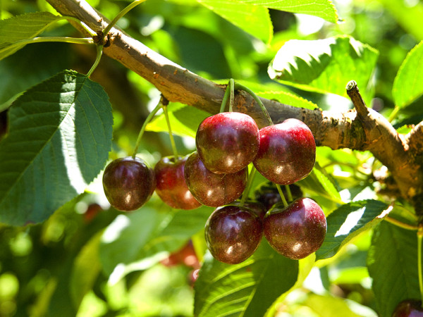 一文即睇入手攻略！澳洲塔斯曼尼亞43°South車厘子 甜度/辨別真假貨/入手方法