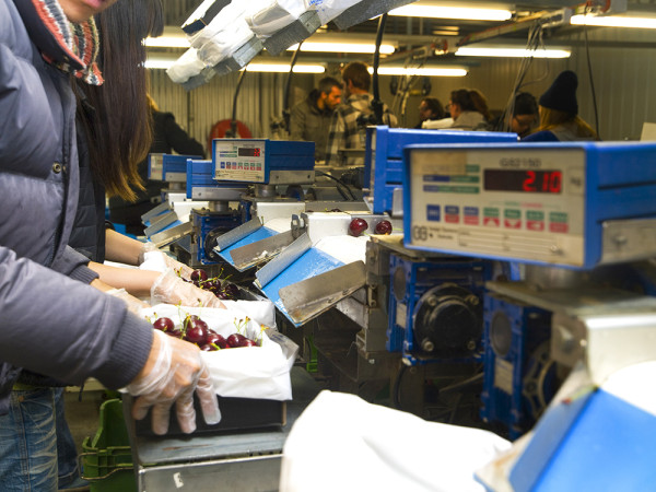 一文即睇入手攻略！澳洲塔斯曼尼亞43°South車厘子 甜度/辨別真假貨/入手方法