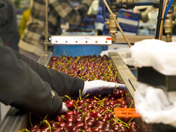 一文即睇入手攻略！澳洲塔斯曼尼亞43°South車厘子 甜度/辨別真假貨/入手方法