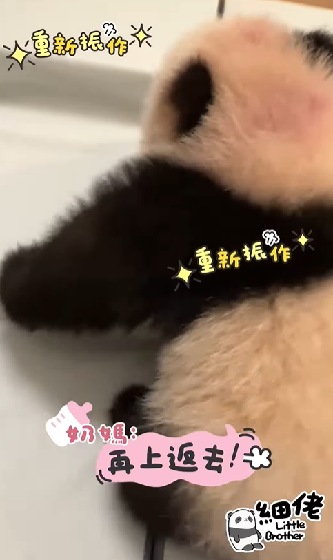 海洋公園公開細佬學爬的影片。（圖片來源：IG@pandahk_official）