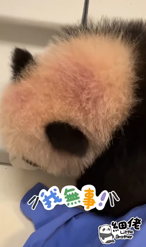 海洋公園公開細佬學爬的影片。（圖片來源：IG@pandahk_official）