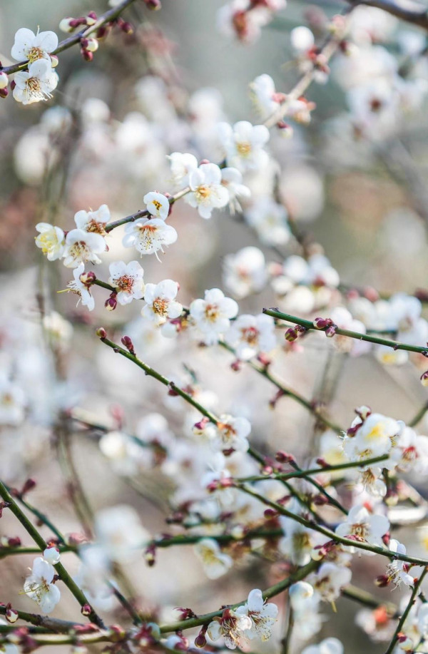 坪山馬巒山郊野公園(圖片來源:坪山發布微信公眾號) 坪山馬巒山郊野公園(圖片來源:坪山發布微信公眾號)
