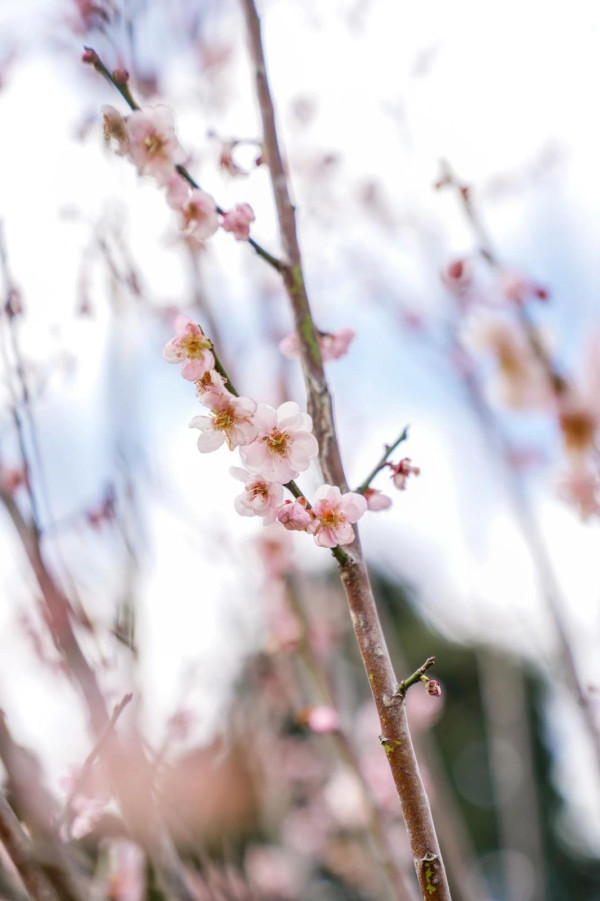 坪山馬巒山郊野公園(圖片來源:坪山發布微信公眾號) 坪山馬巒山郊野公園(圖片來源:坪山發布微信公眾號)