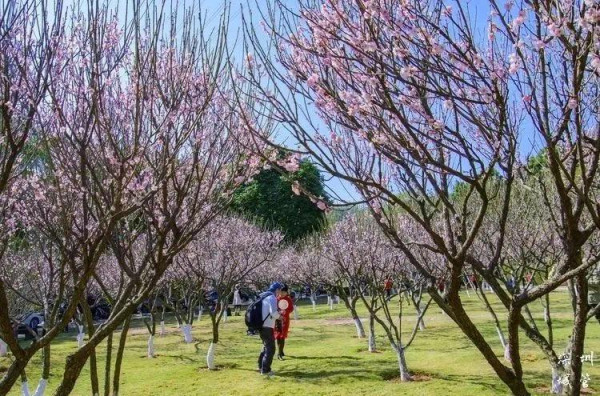 福田深圳梅園(圖片來源:深圳發布微信公眾號) 福田深圳梅園(圖片來源:深圳發布微信公眾號)